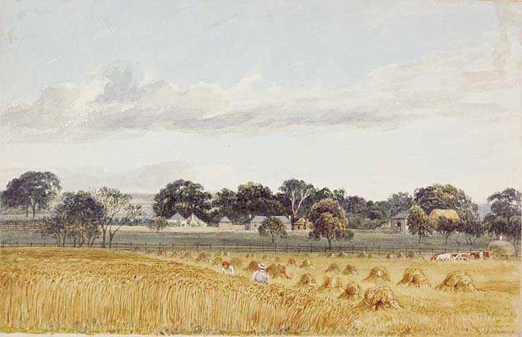 'Cultivation paddock, Challicum', c1850