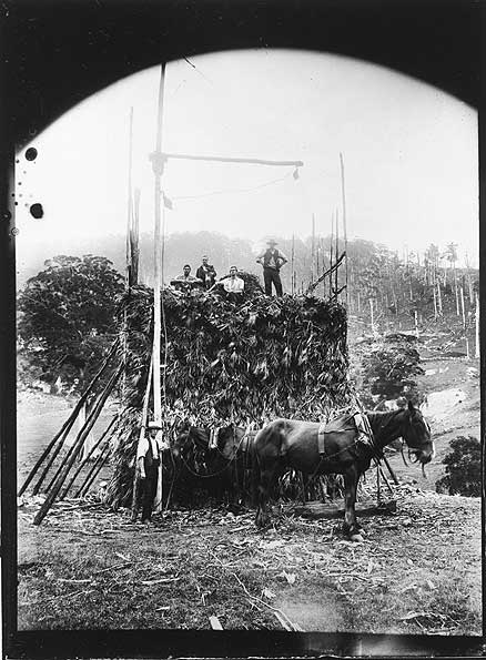 Maize silo stack, Hilltop, Tilba Tilba, c1895
