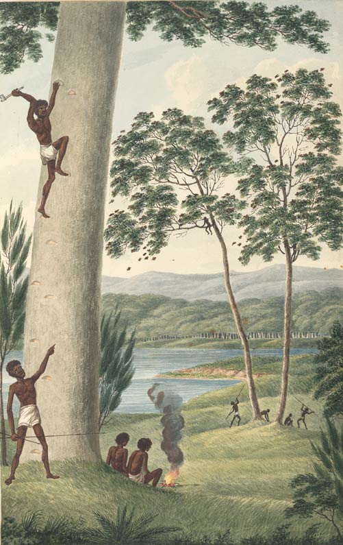 Indigenous Australians hunting in trees, c1817