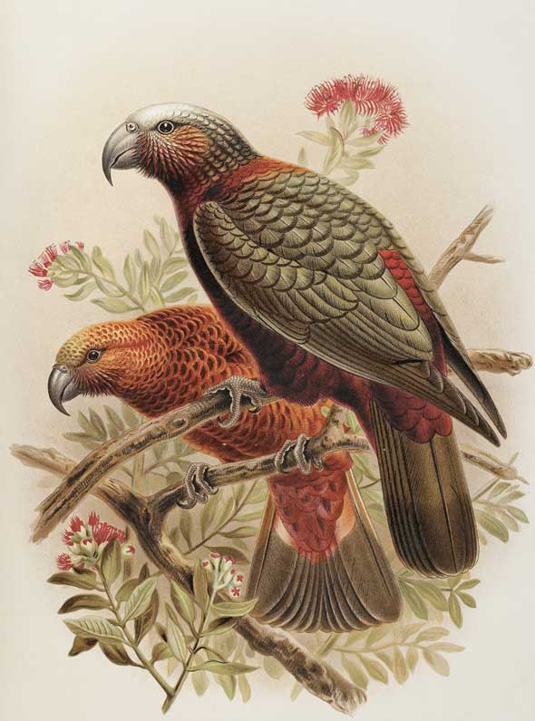 Käkä, chromolithograph, 1888