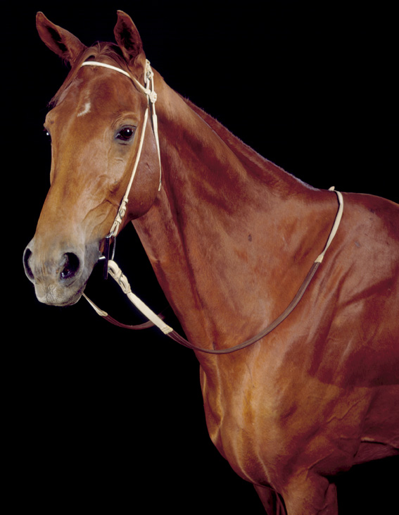 Phar Lap