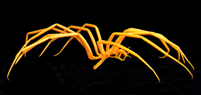 Giant sea spider