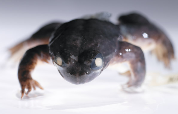 Southern gastric brooding frog