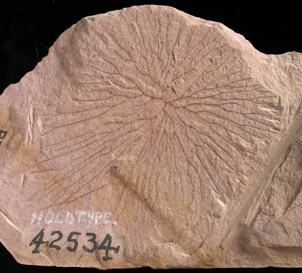 Graptolite fossils - item 5