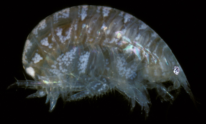 Amphipod