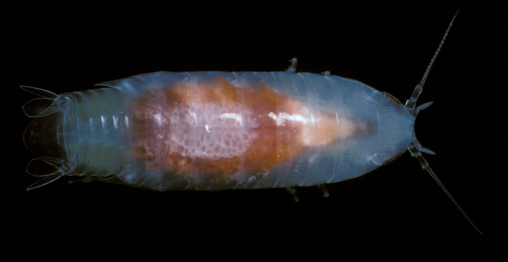 Sea louse