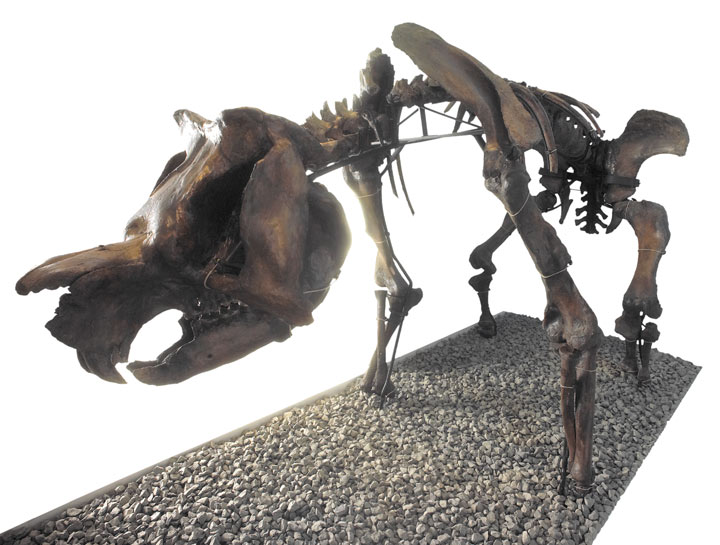 Zygomaturus fossil skeleton