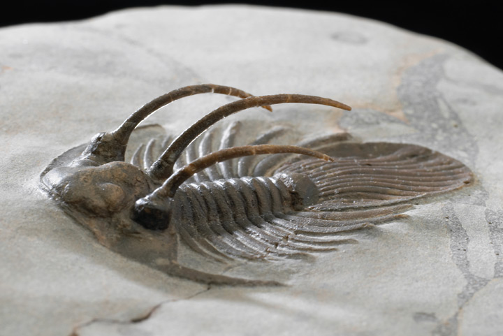 Trilobite fossil