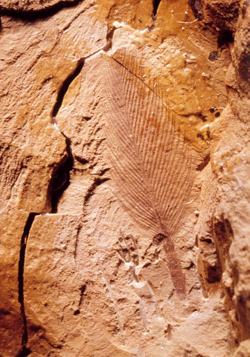 Feather fossil