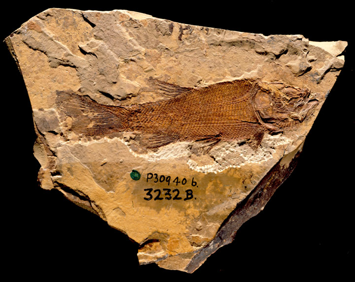 Fish fossil