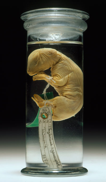 Thylacine pup