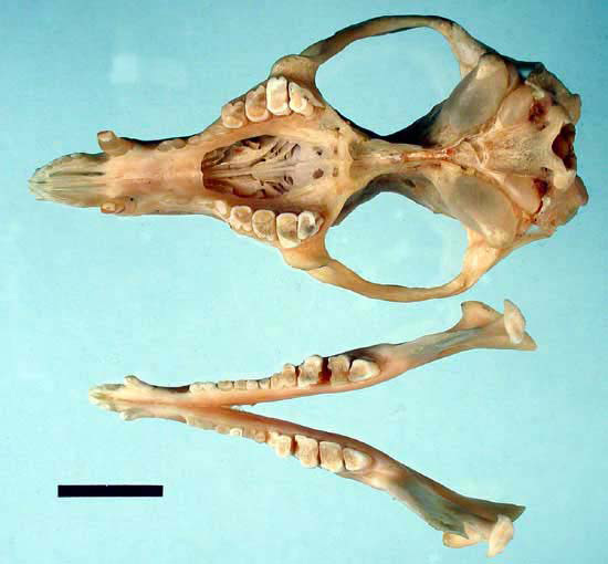 Bilby skull