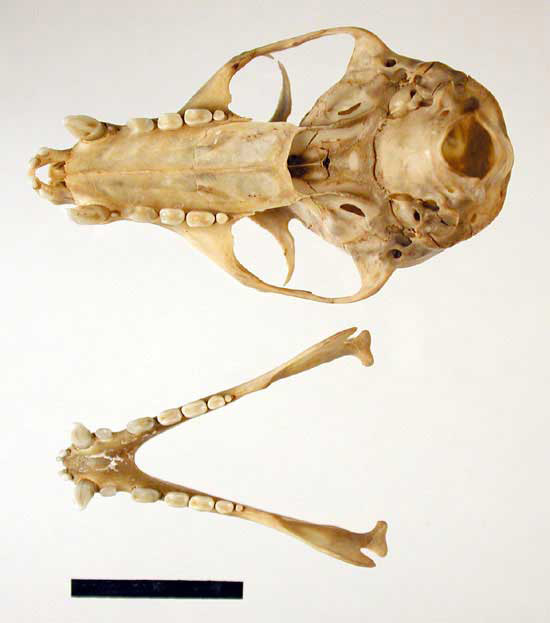 Little red flying-fox skull