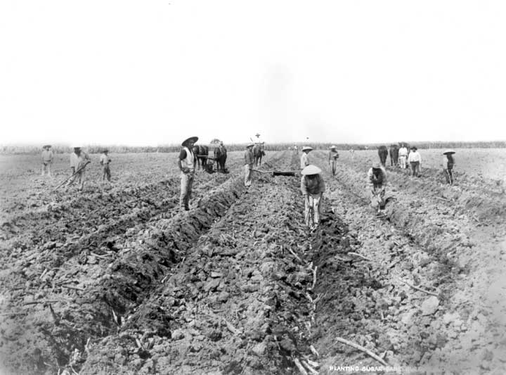 Chinese farm workers planting cane, Cairns, 1890s