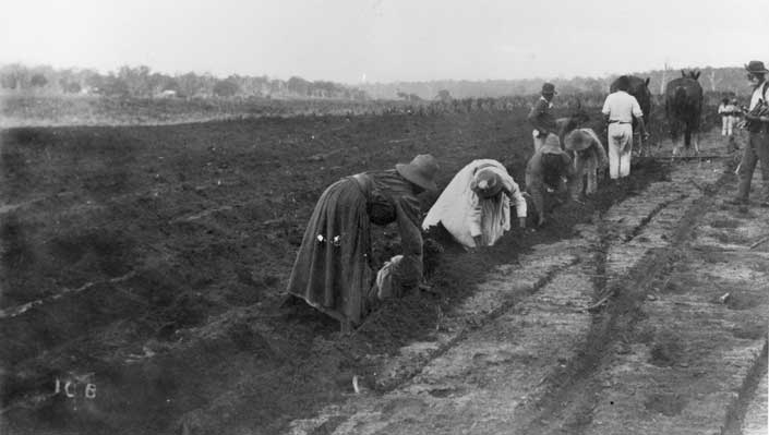 Pacific Islander women planting sugar cane at Bingera, c1897