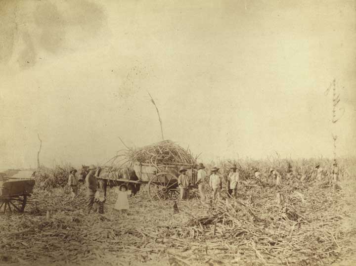 Pacific Islanders harvesting cane on Bingera Plantation, 1884