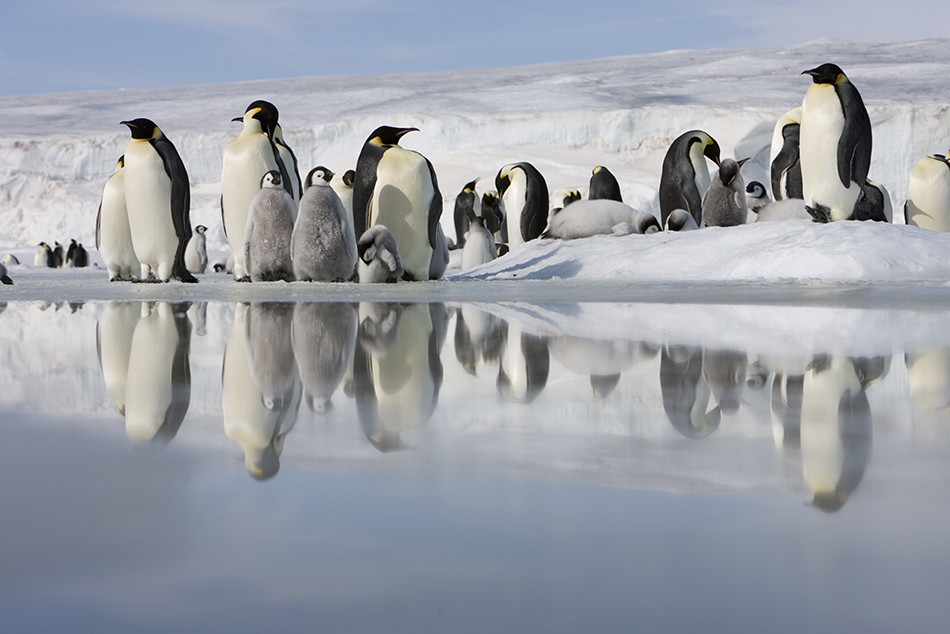 Antarctica, Emperor penguins on ice
